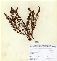 藏品(岩蕨)的圖片